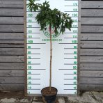 Smrek obyčajný (Picea abies) ´INVERSA PENDULA´– výška: 150-170 cm, kont. C15L - NA KMIENKU